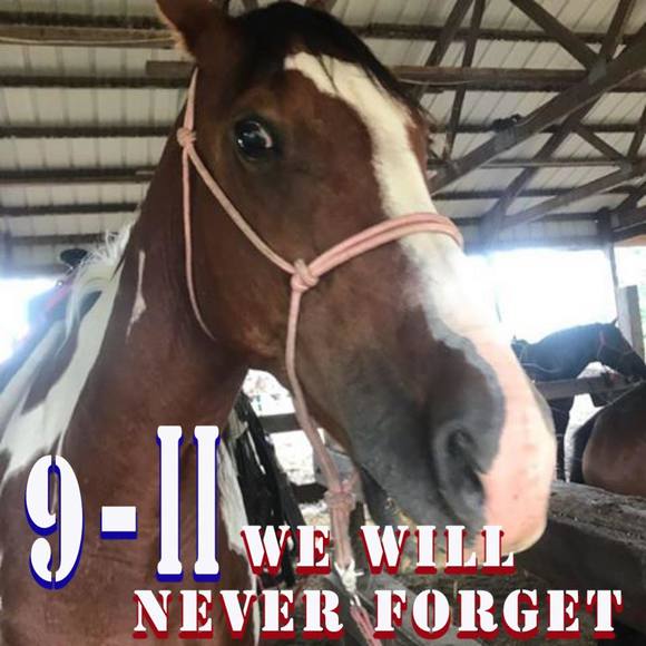 Meet your Posher, Bailey - Picture 1 of 1